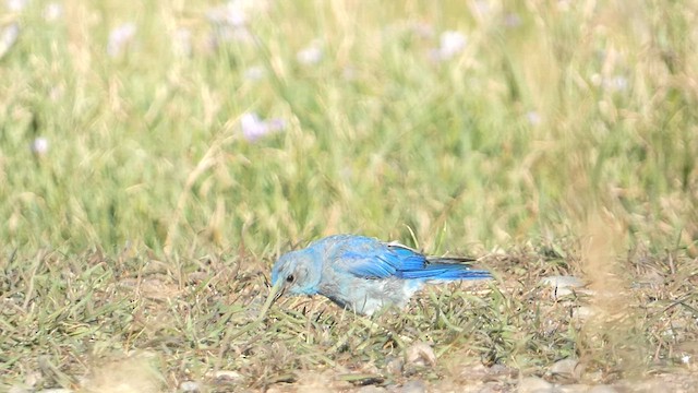 Mountain Bluebird - ML603118261