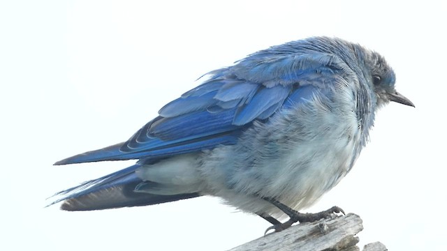 Mountain Bluebird - ML603118741