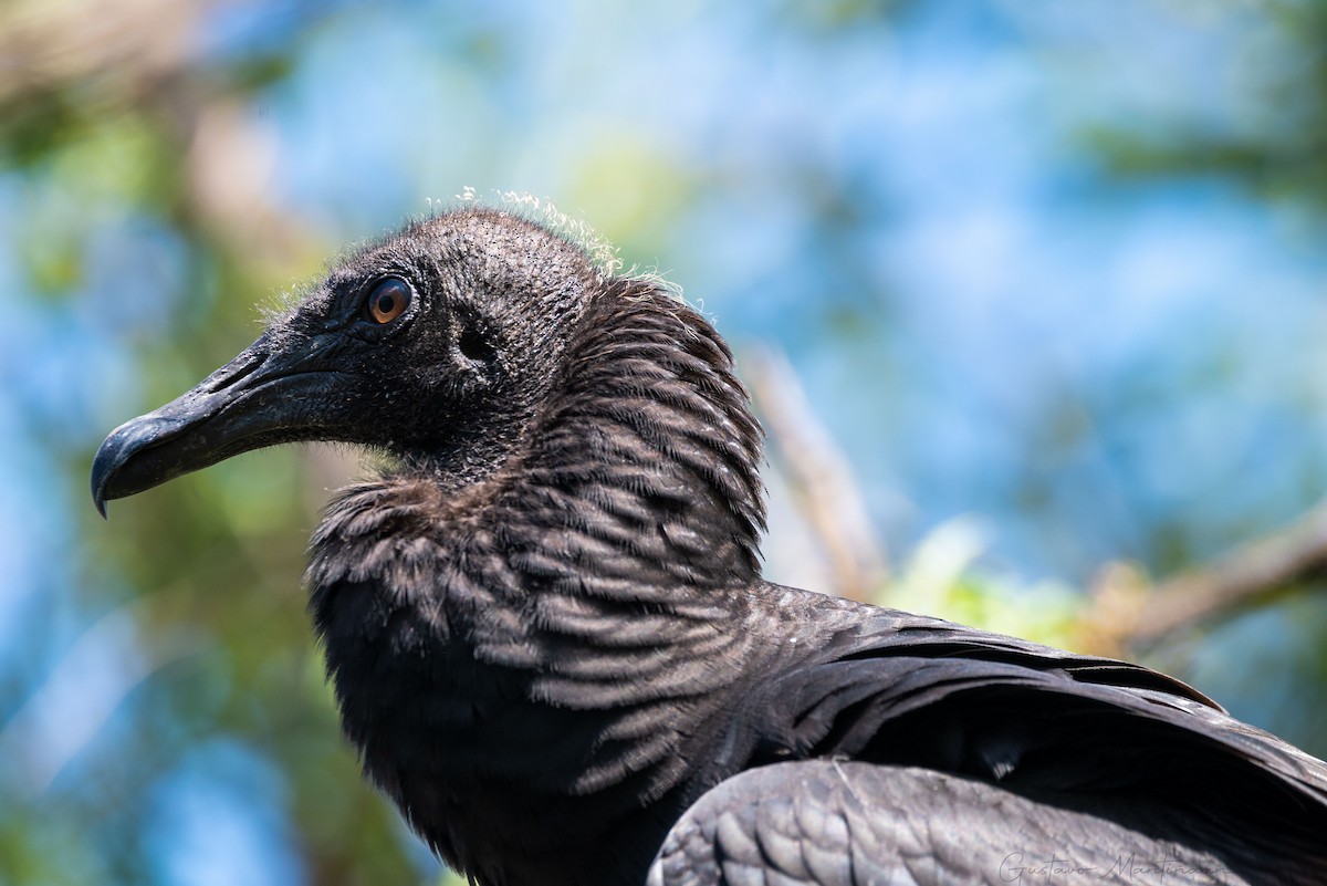 Black Vulture - Gustavo Mantiñan