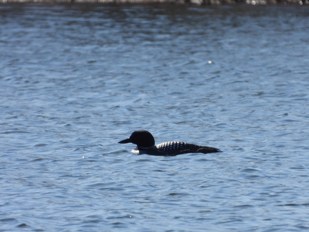 Common Loon - ML603119451