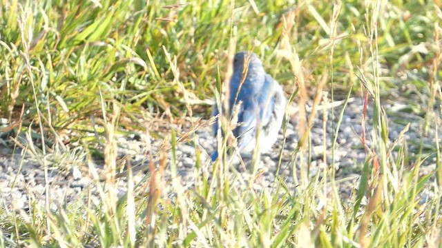 Mountain Bluebird - ML603119621