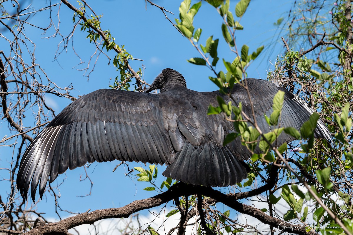 Black Vulture - ML603119661