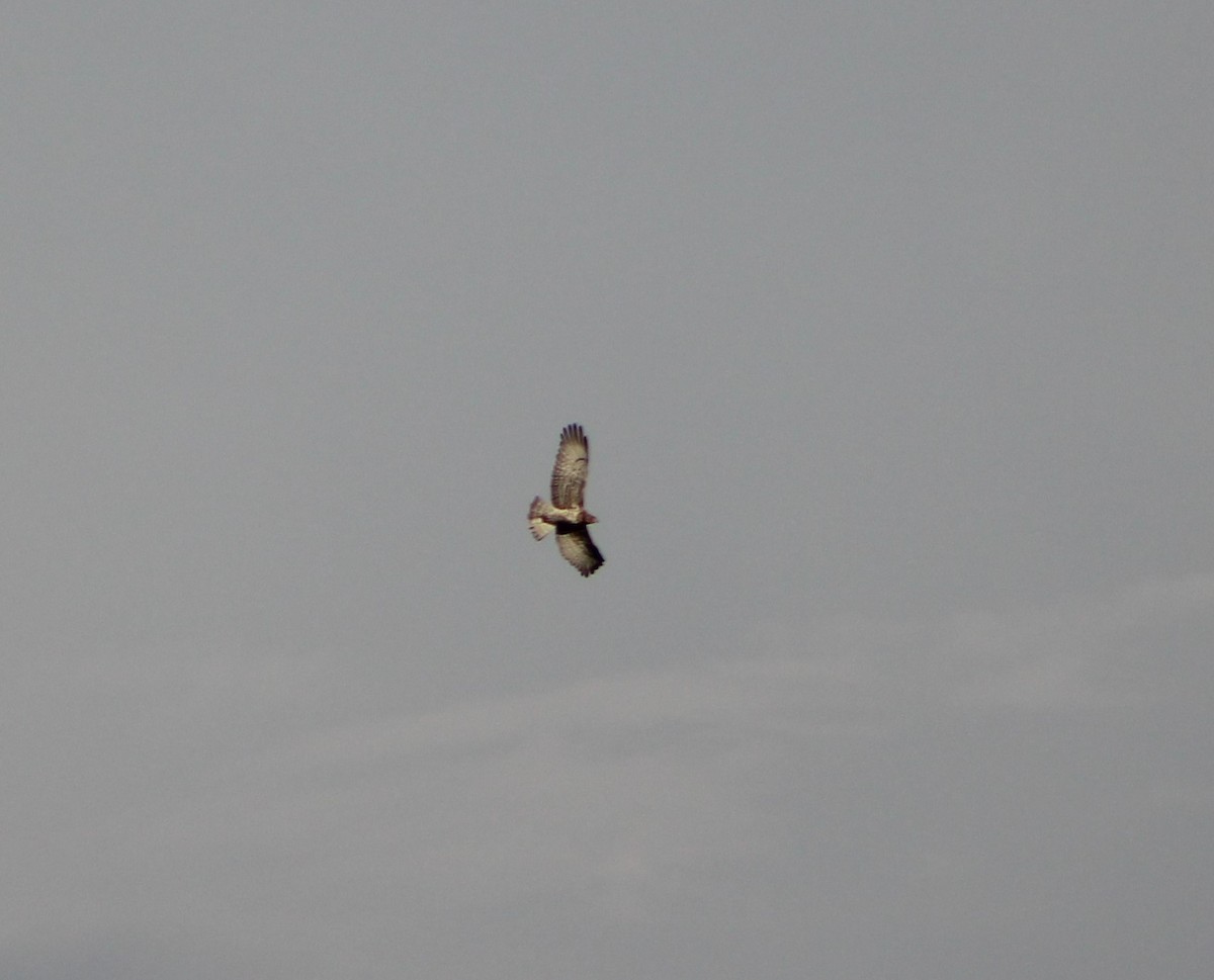 Short-toed Snake-Eagle - ML603120391