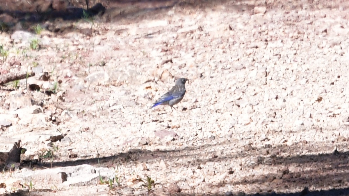 Western Bluebird - ML603121011