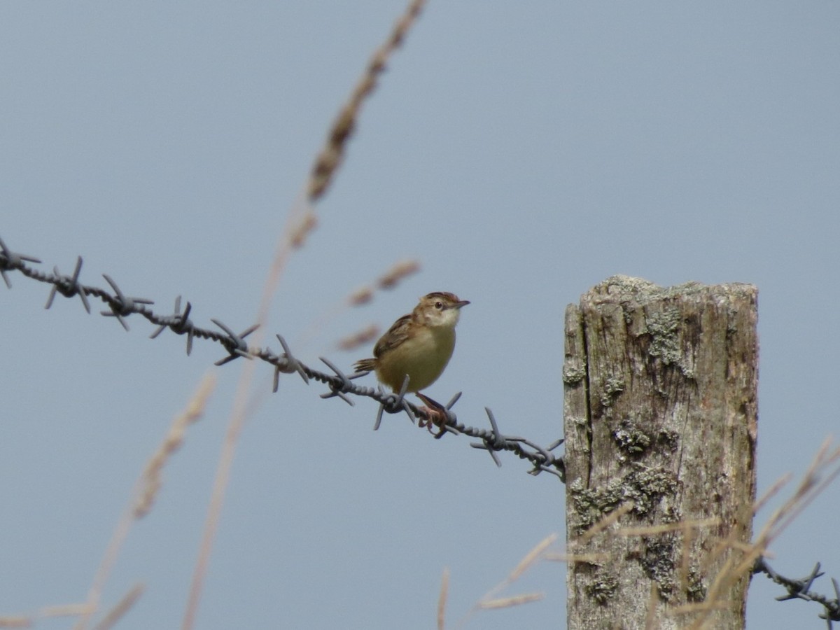 Zitting Cisticola - ML603121121