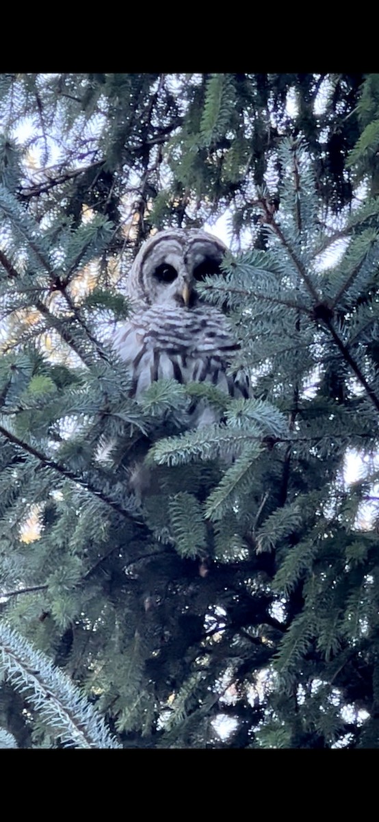 Barred Owl - ML603121801