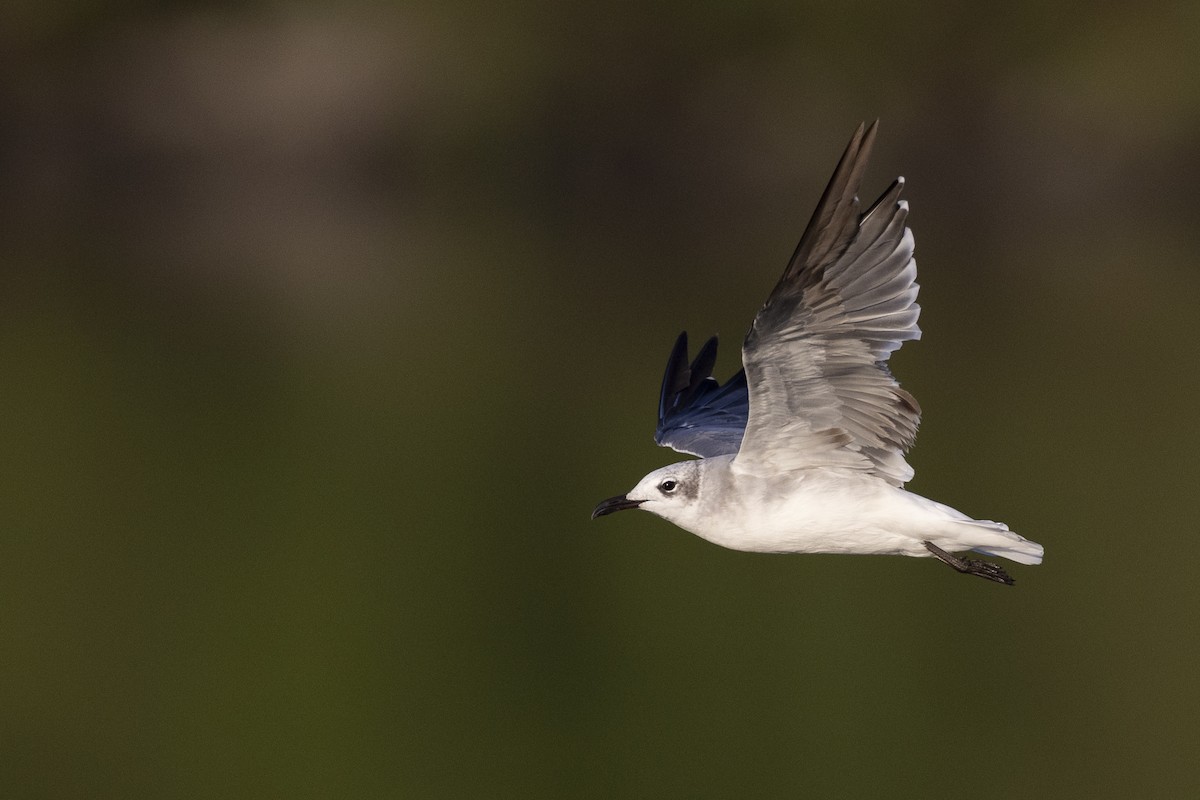 Laughing Gull - ML603121831