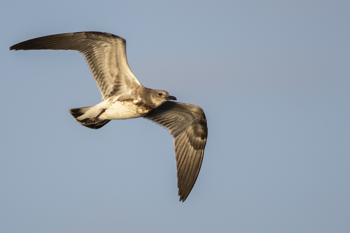 Mouette atricille - ML603121841