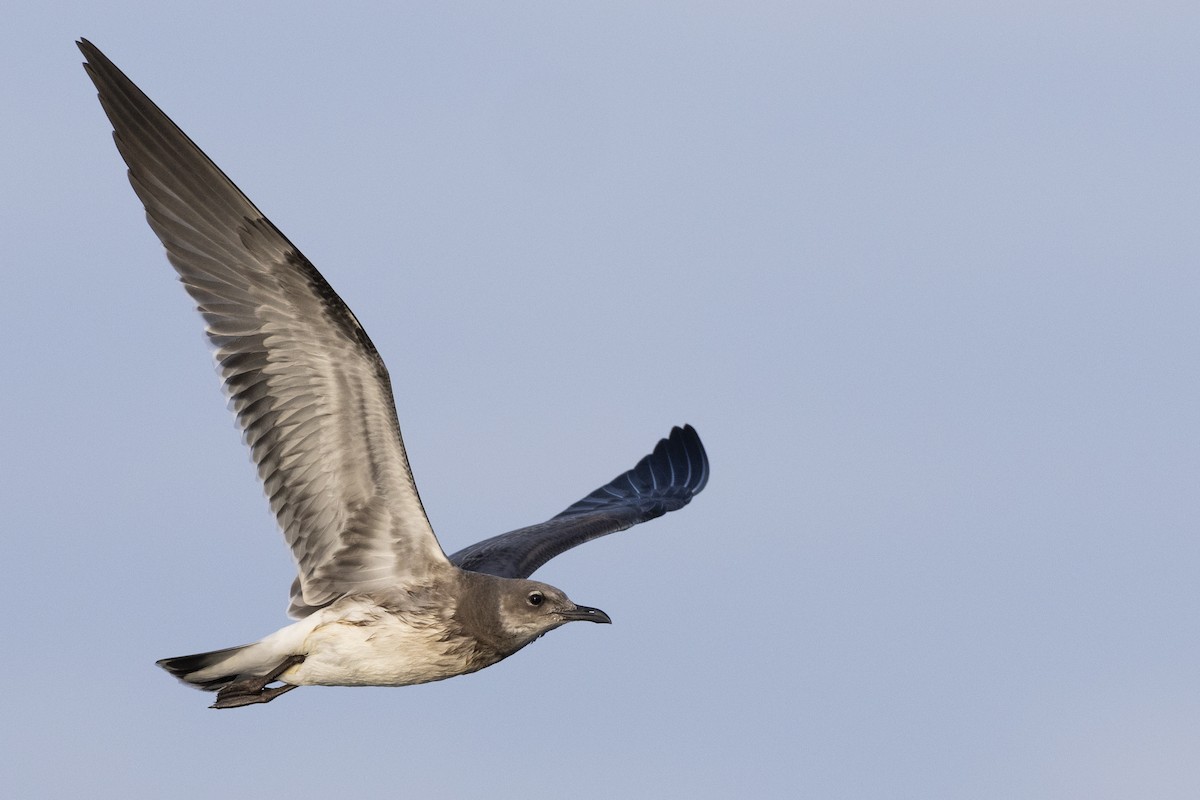 Laughing Gull - ML603121871