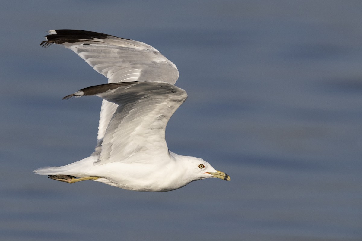 Ring-billed Gull - Michael Stubblefield