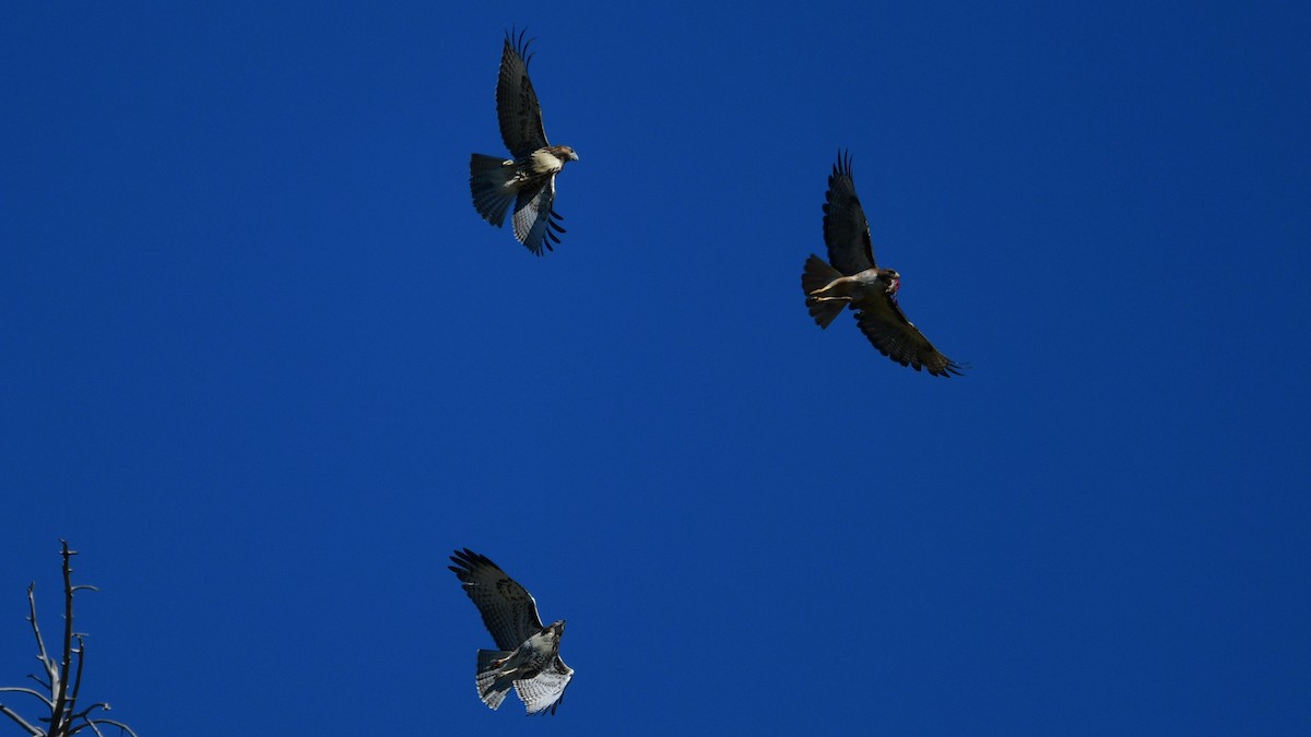 Red-tailed Hawk - Carl Winstead