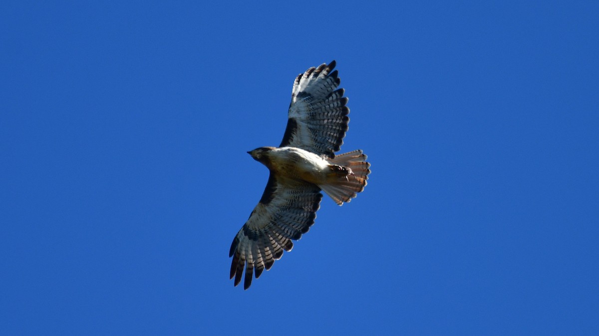 Red-tailed Hawk - Carl Winstead