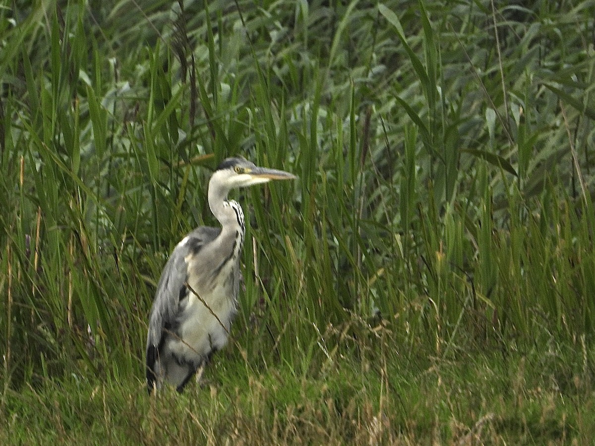 Gray Heron - ML603123641