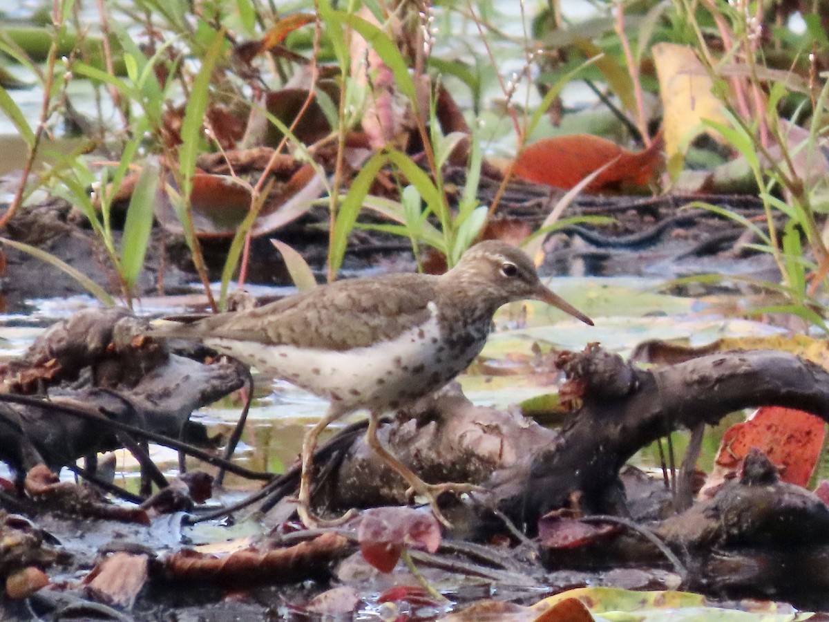 Spotted Sandpiper - ML603125271