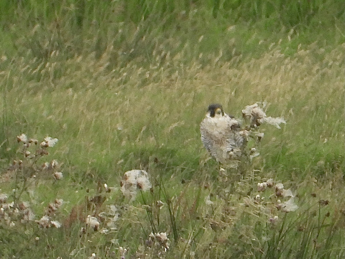 Peregrine Falcon - ML603125291