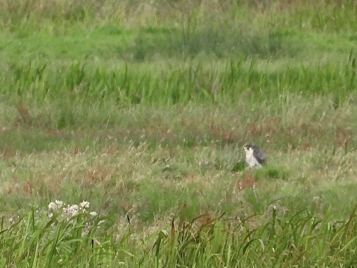 Peregrine Falcon - ML603125301