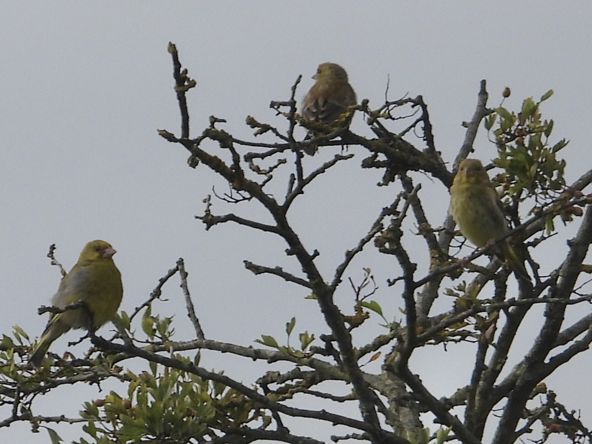 European Greenfinch - ML603125761