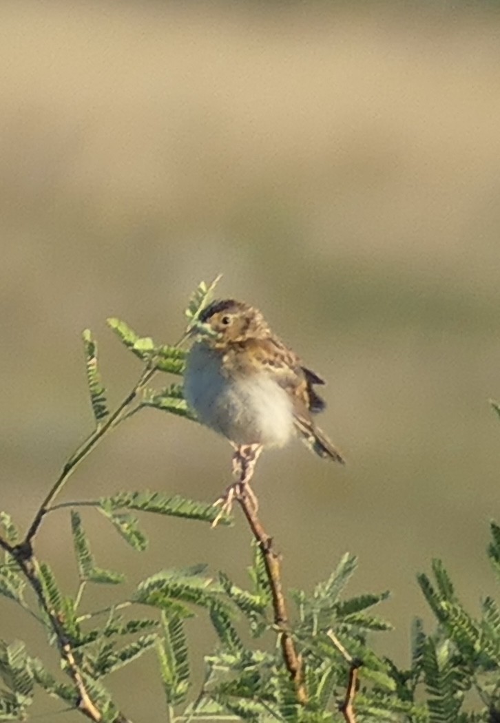 Grasshopper Sparrow - Bev Davenport