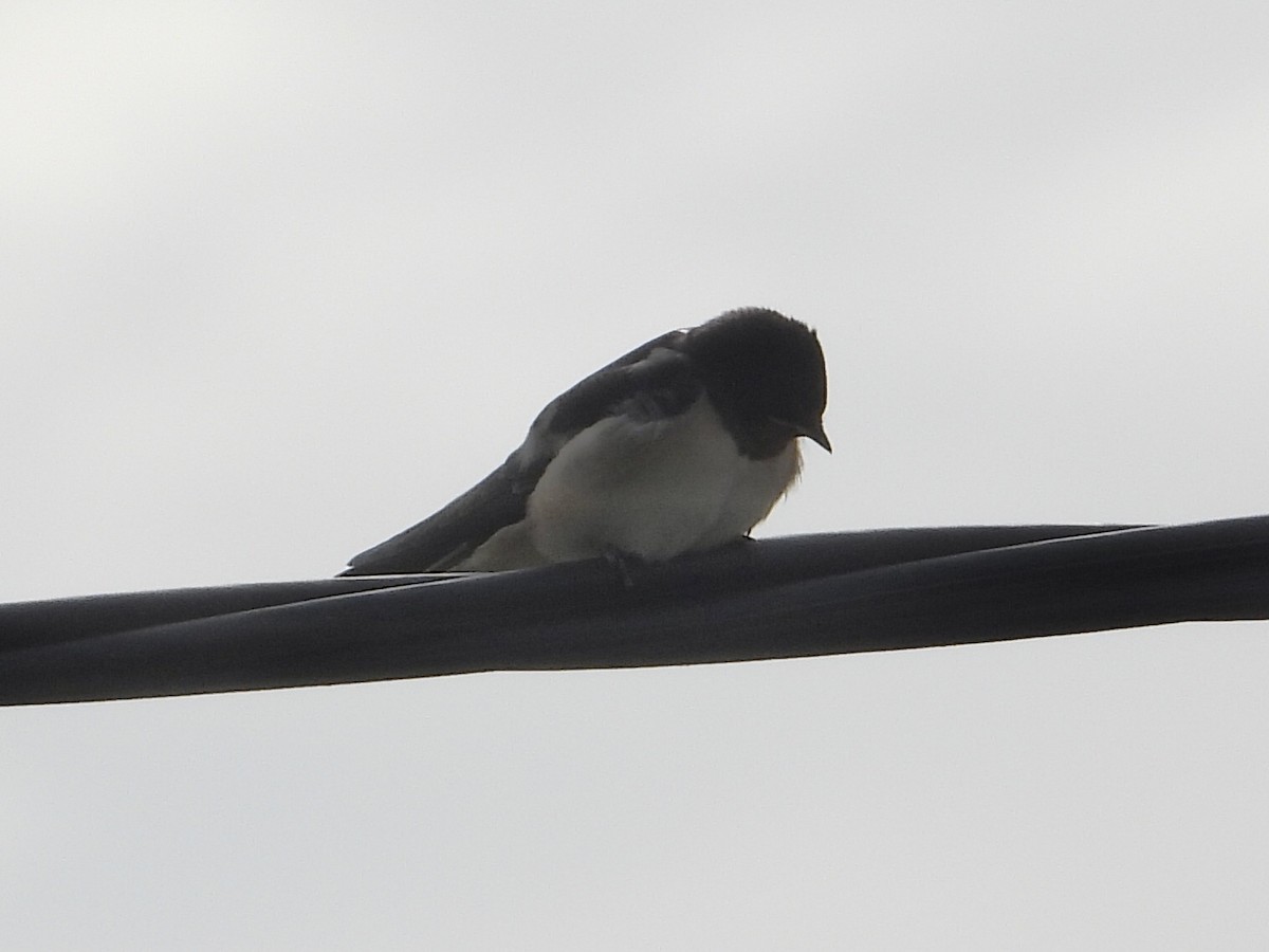 Barn Swallow - ML603126311