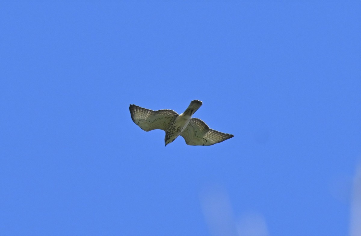 Broad-winged Hawk - ML603126911