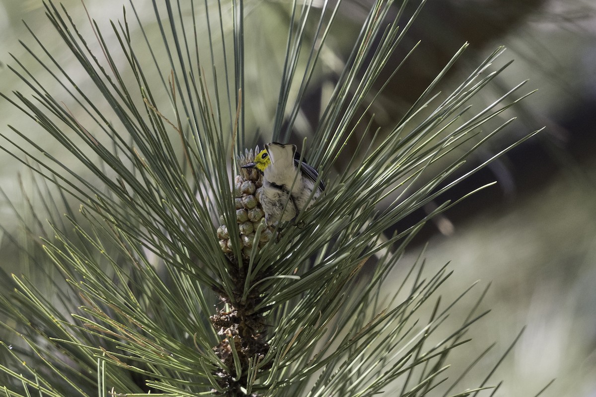 Townsend's x Hermit Warbler (hybrid) - ML603128001