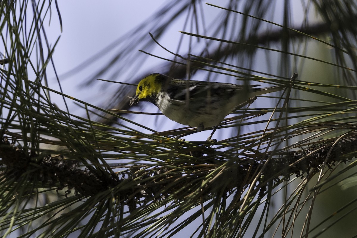 Townsend's x Hermit Warbler (hybrid) - Anthony Gliozzo