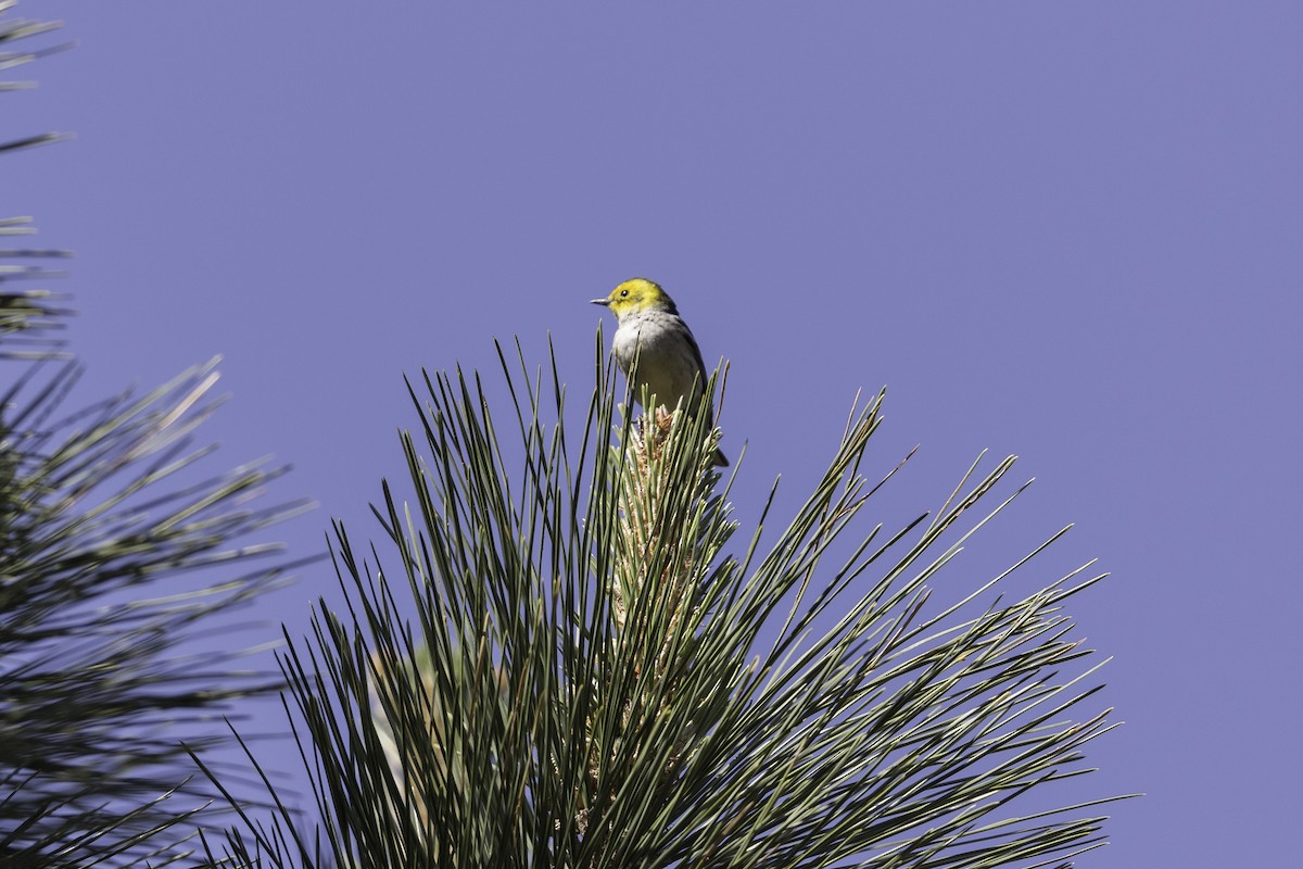 Townsend's x Hermit Warbler (hybrid) - Anthony Gliozzo