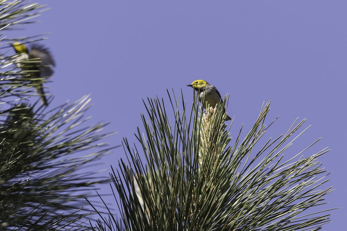 Townsend's x Hermit Warbler (hybrid) - Anthony Gliozzo