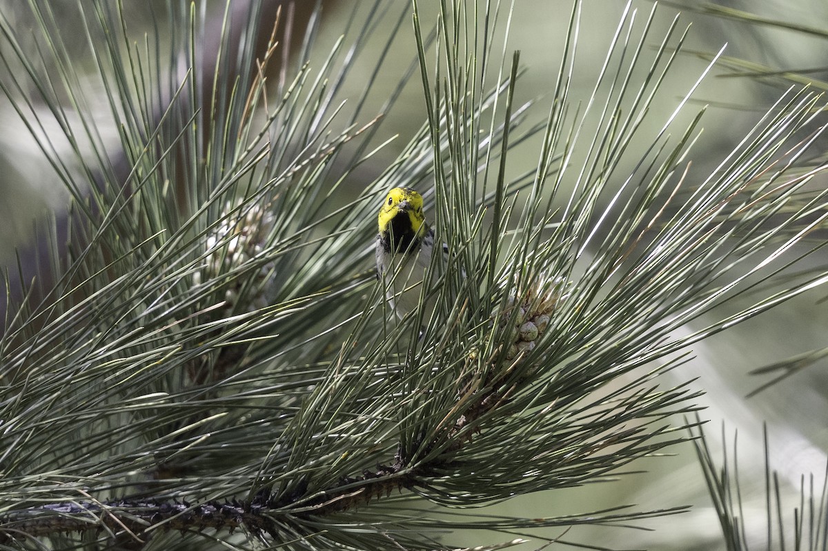 Townsend's x Hermit Warbler (hybrid) - ML603128101