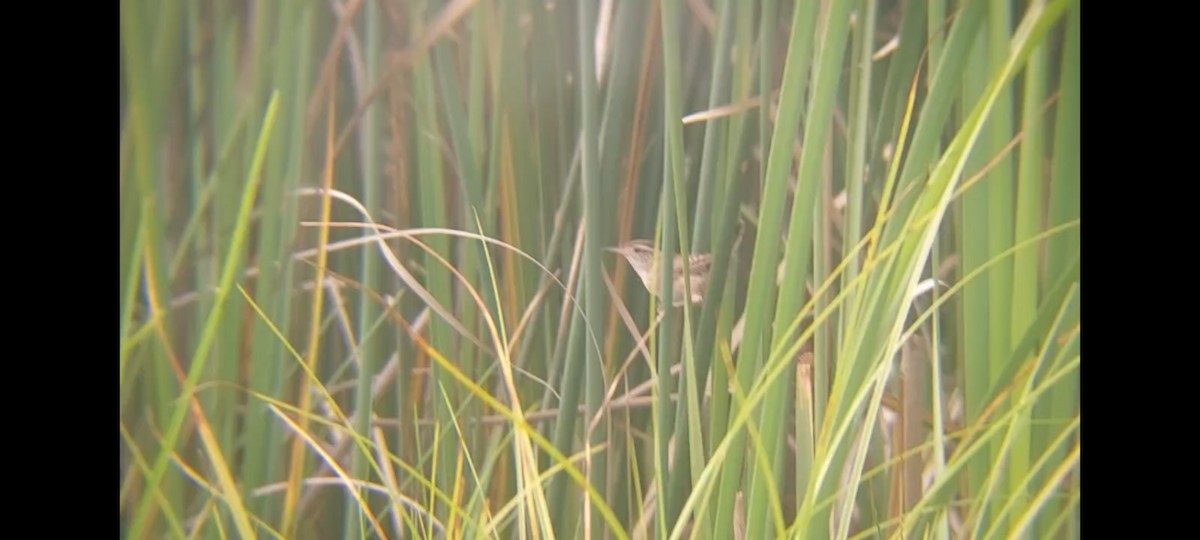 Marsh Wren - ML603128411