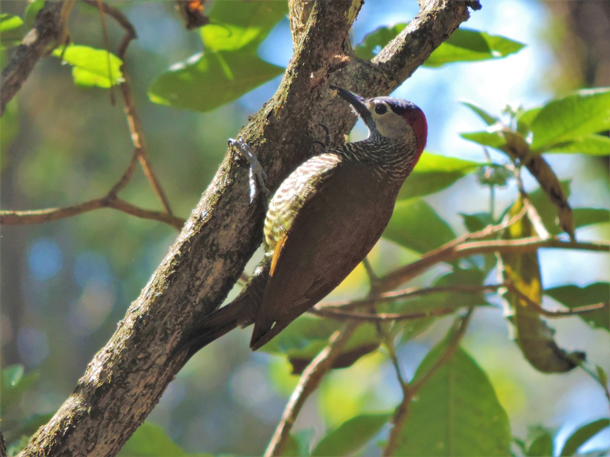 Golden-olive Woodpecker - ML603129171