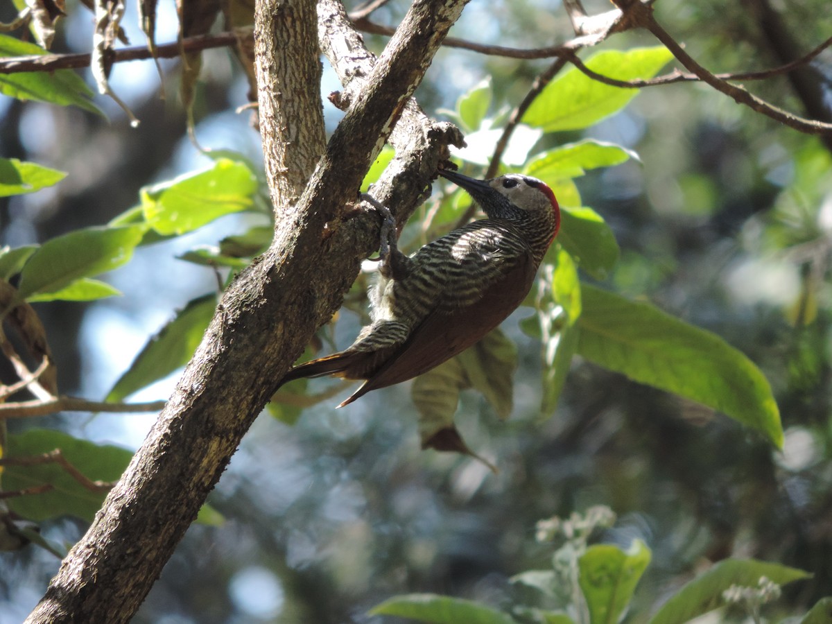 Golden-olive Woodpecker - Nazareno Yunes Del Carlo