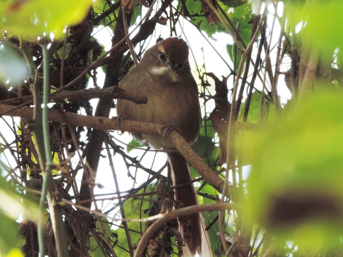 Azara's Spinetail - Nazareno Yunes Del Carlo