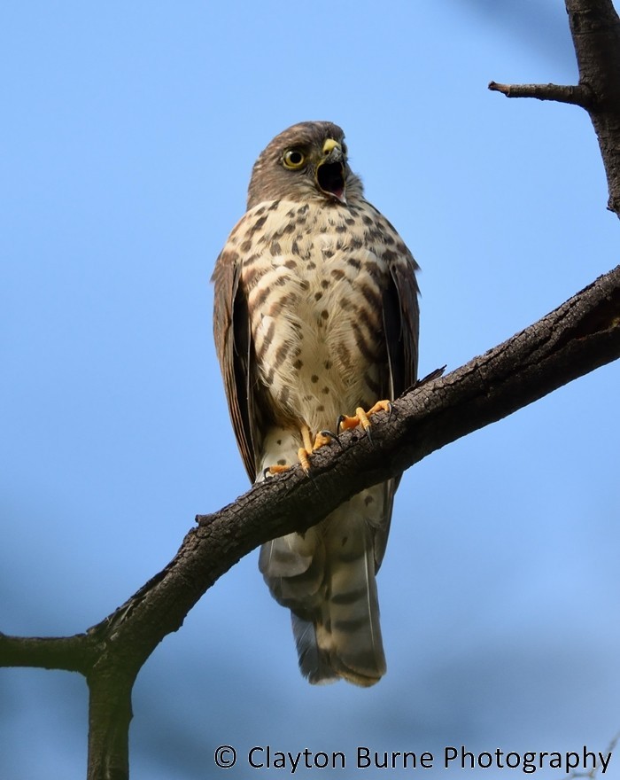 Little Sparrowhawk - Clayton Burne