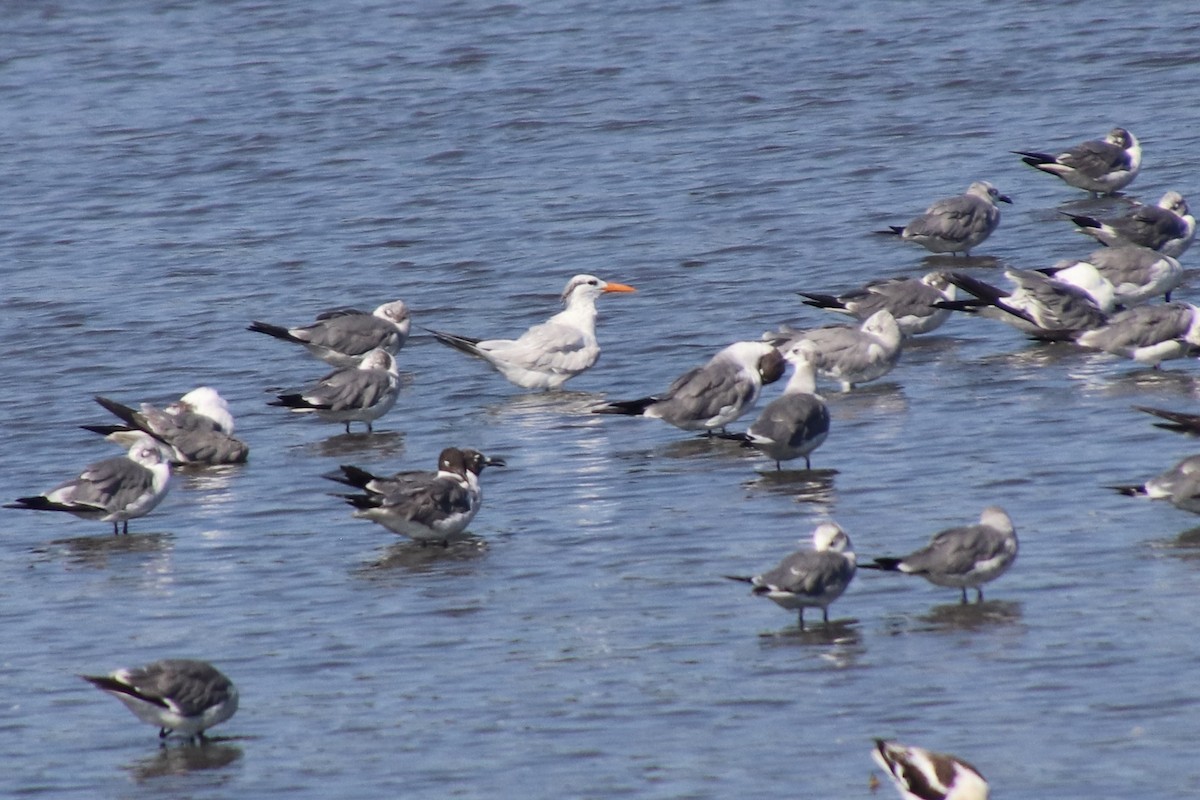 Royal Tern - ML603129421