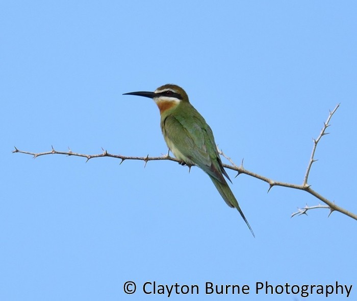 Madagascar Bee-eater - Clayton Burne