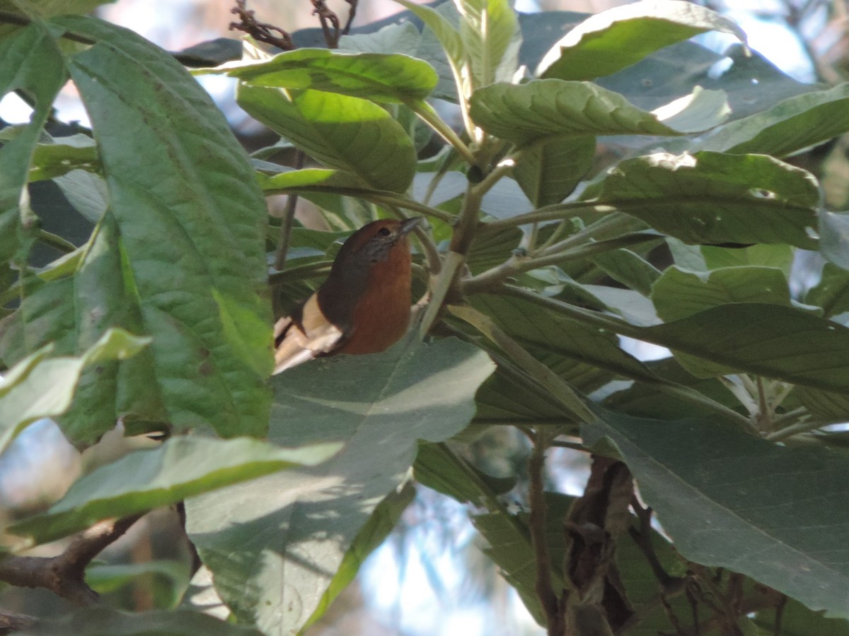 Rusty-browed Warbling Finch - Nazareno Yunes Del Carlo