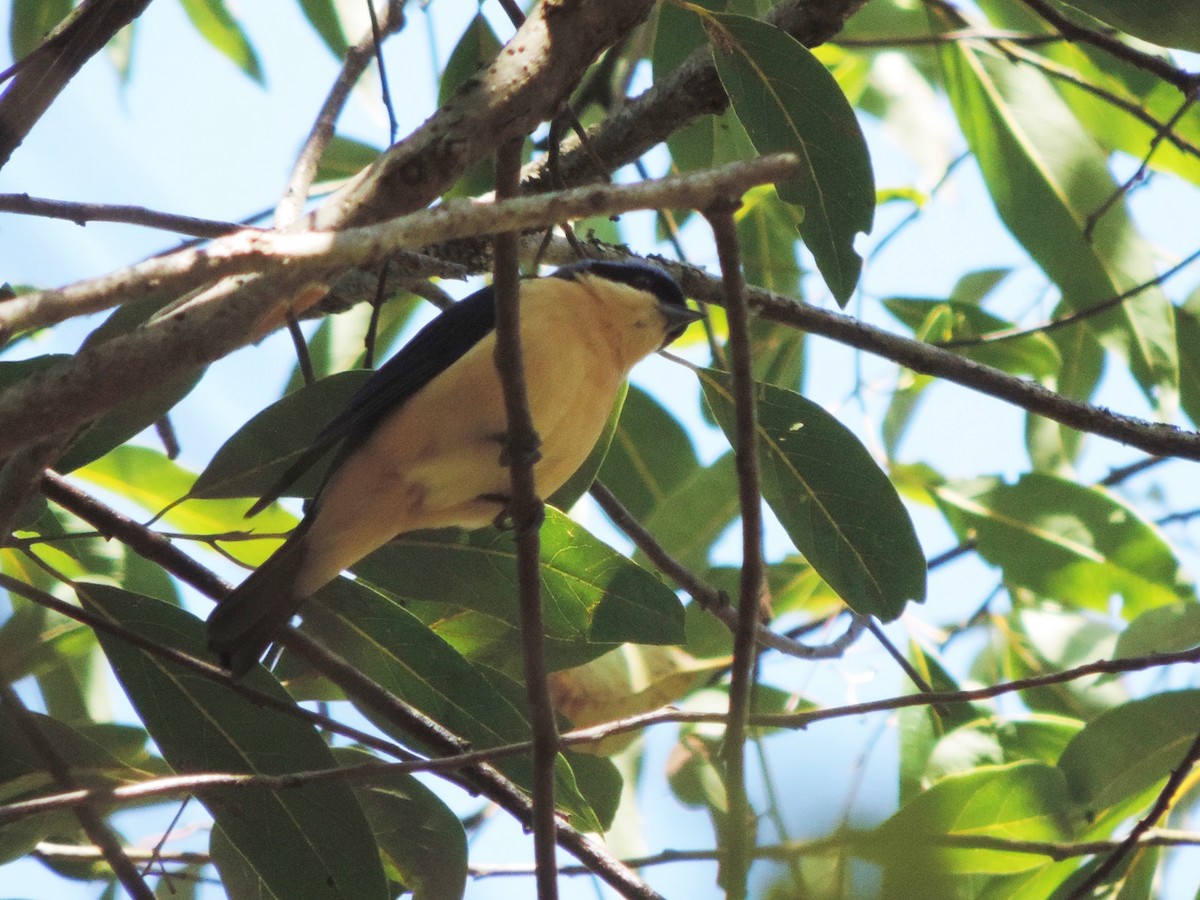 Fawn-breasted Tanager - Nazareno Yunes Del Carlo