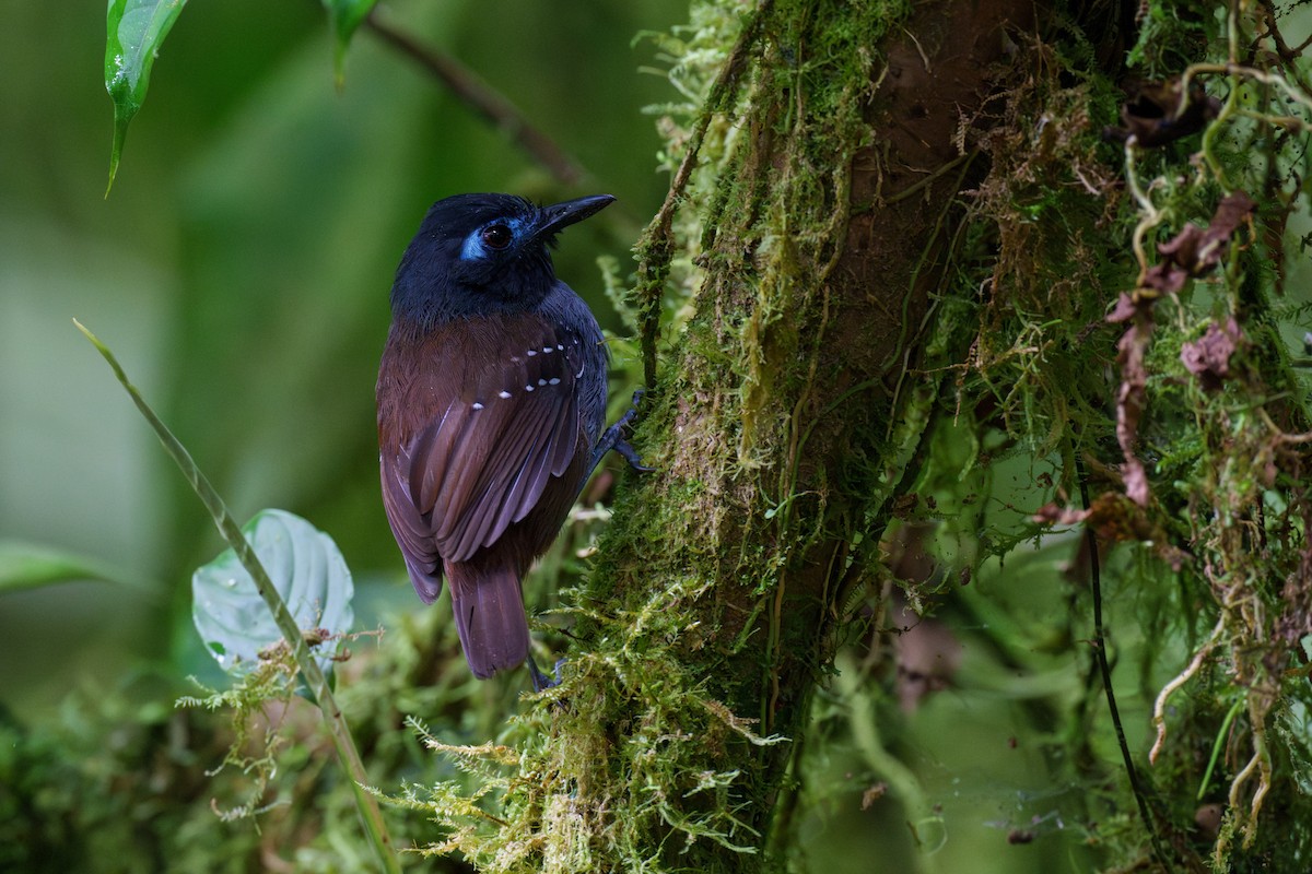 Chestnut-backed Antbird (Short-tailed) - Jeff Hapeman