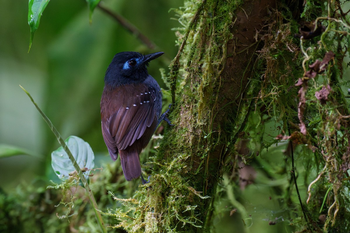 Chestnut-backed Antbird (Short-tailed) - ML603130081