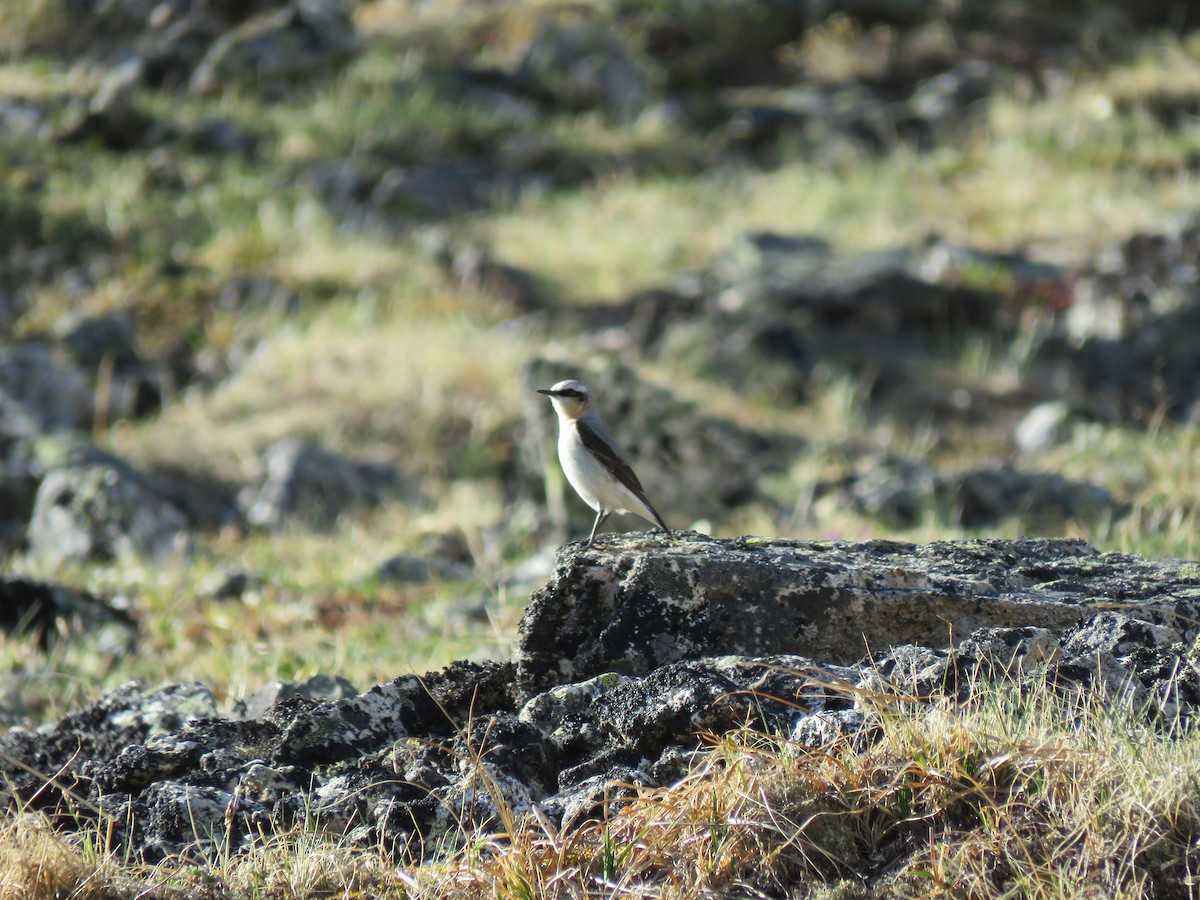 Northern Wheatear - Gerald Frost
