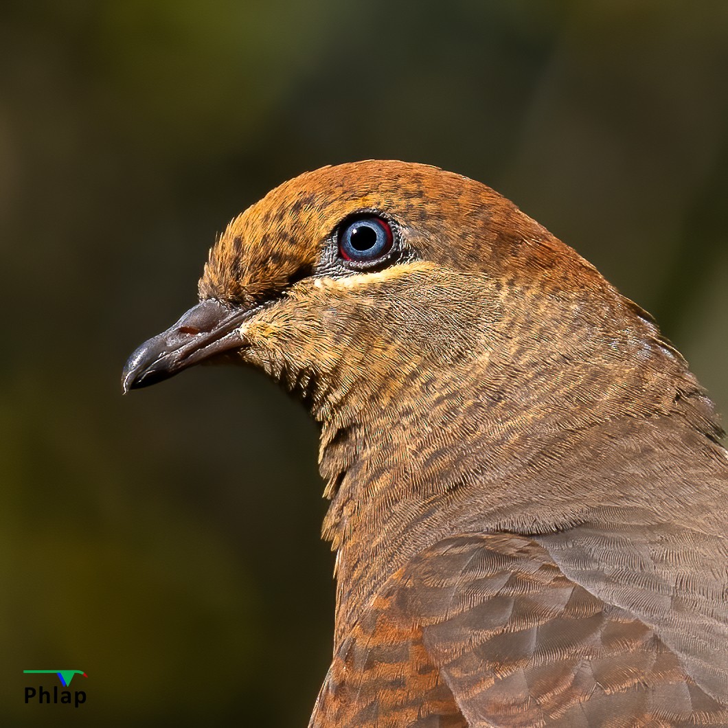 Maronentaube - ML603132091