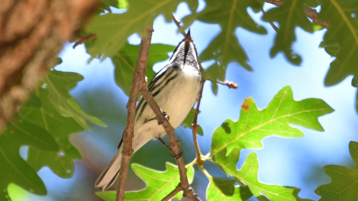 Black-throated Gray Warbler - Carl Winstead