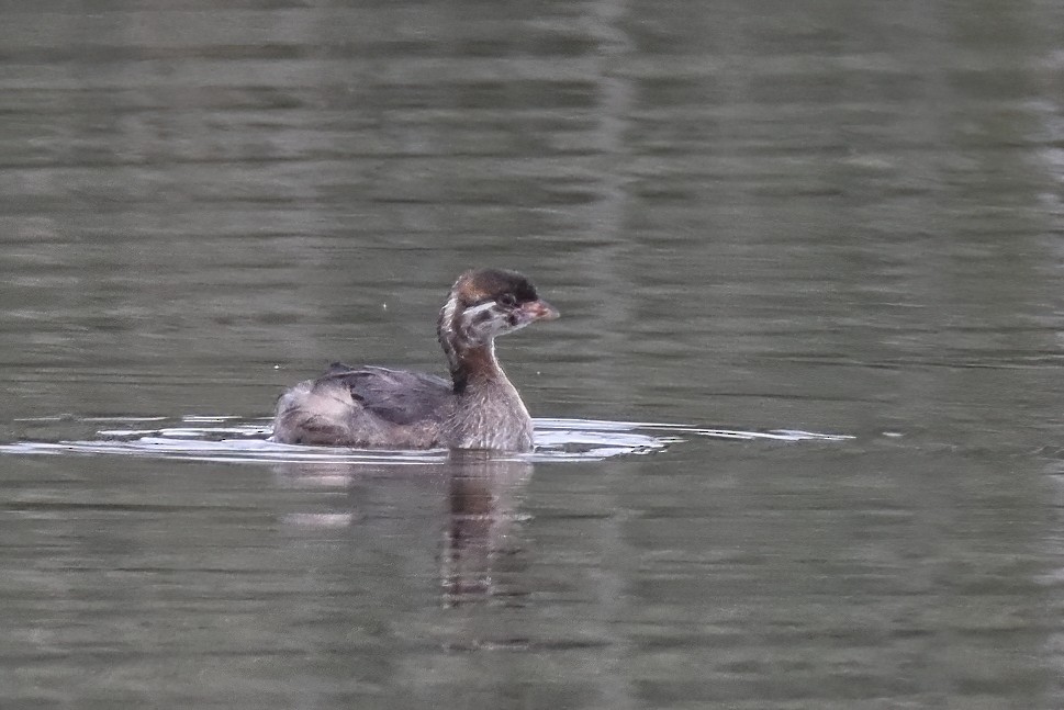 Pied-billed Grebe - ML603132791