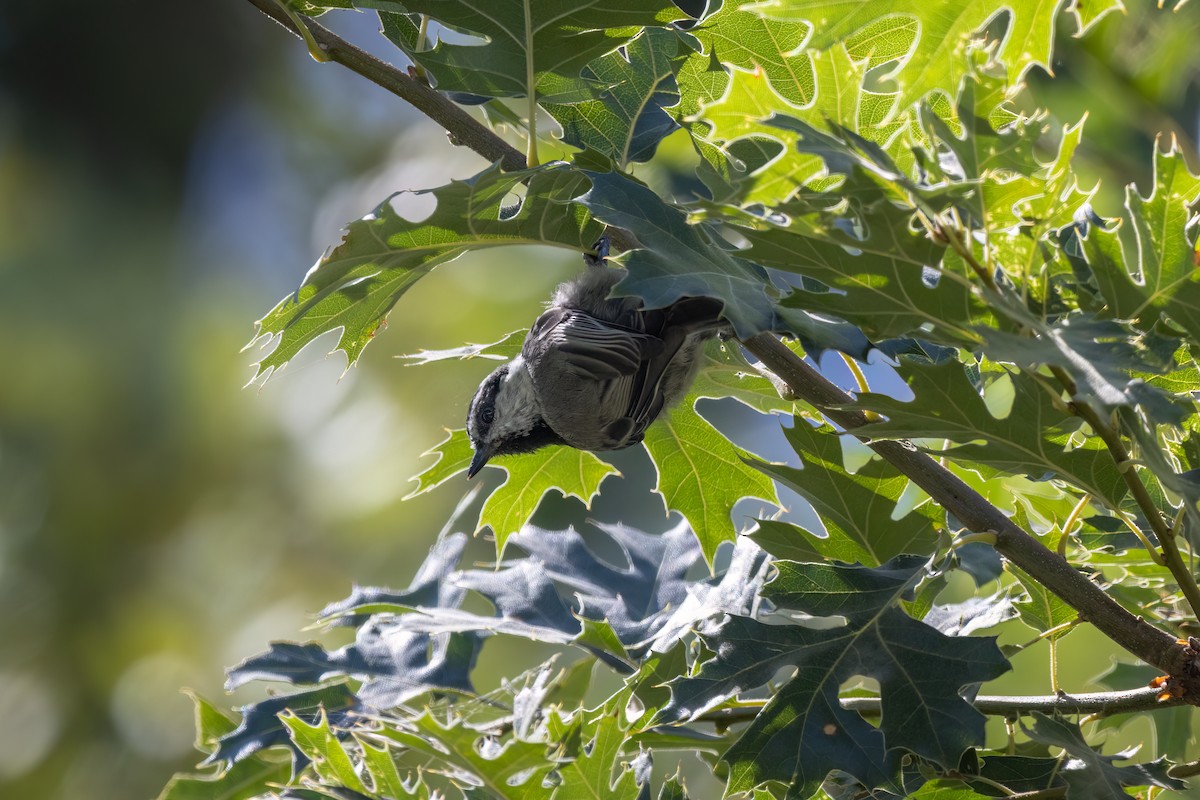 Mountain Chickadee - ML603133641