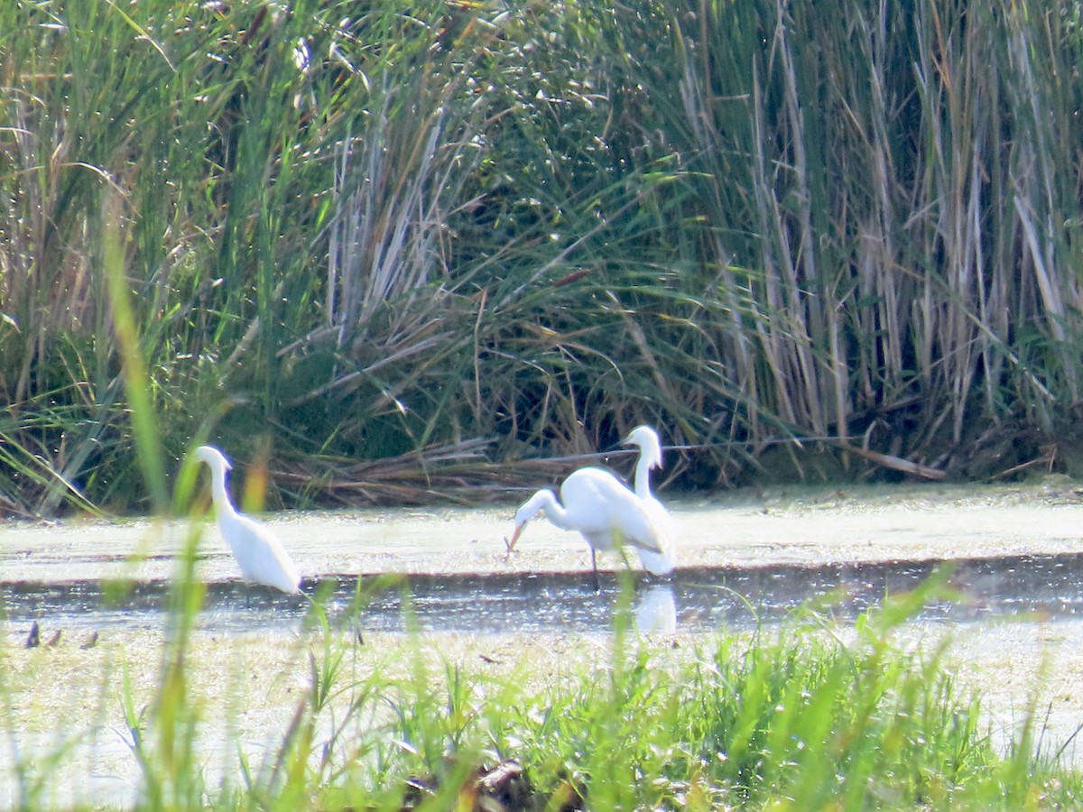 Snowy Egret - ML603133931