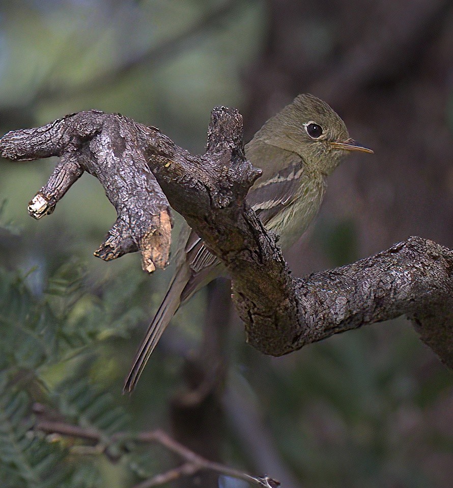 Western Flycatcher - Carol Hippenmeyer