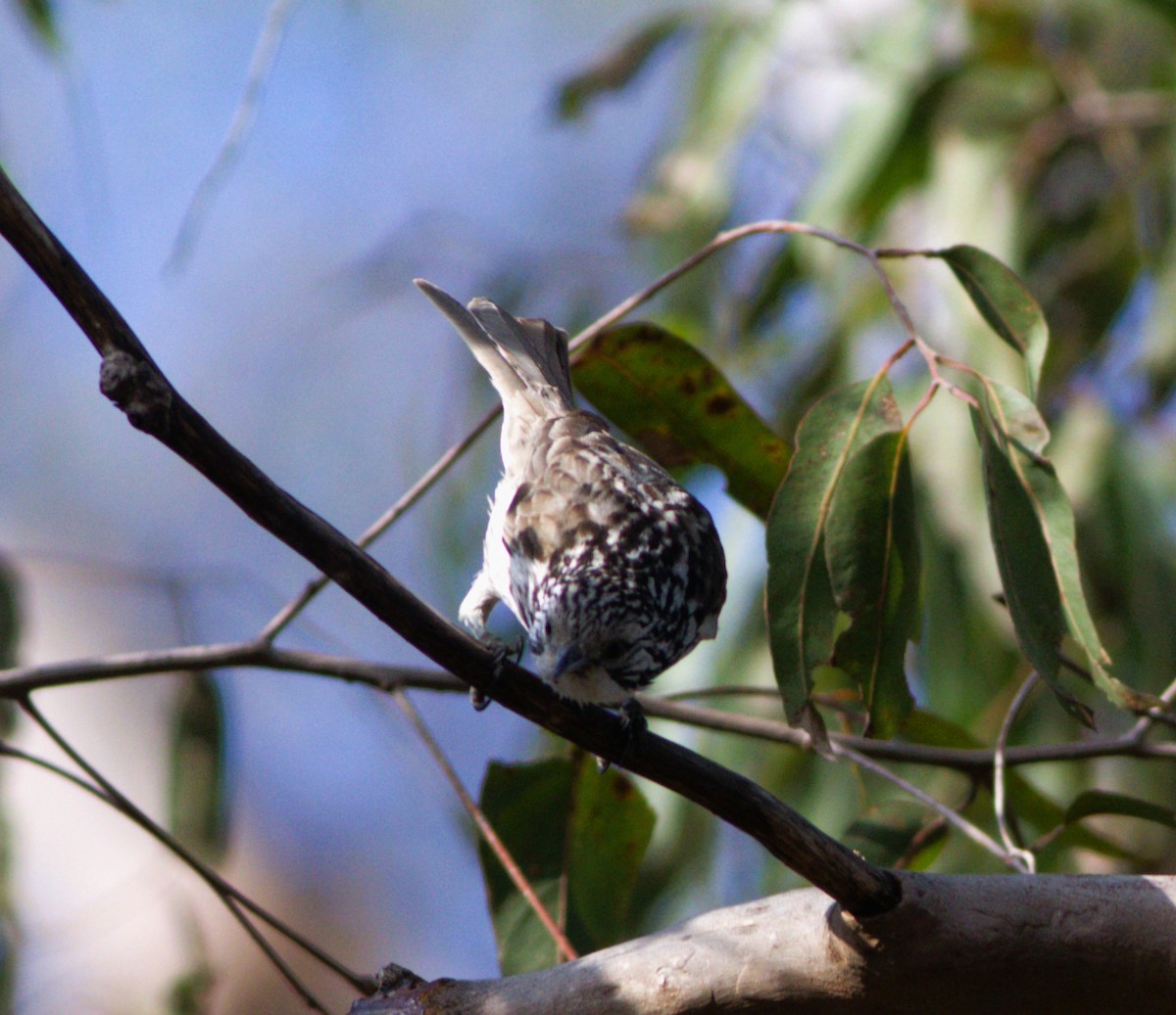 Striped Honeyeater - ML603135761