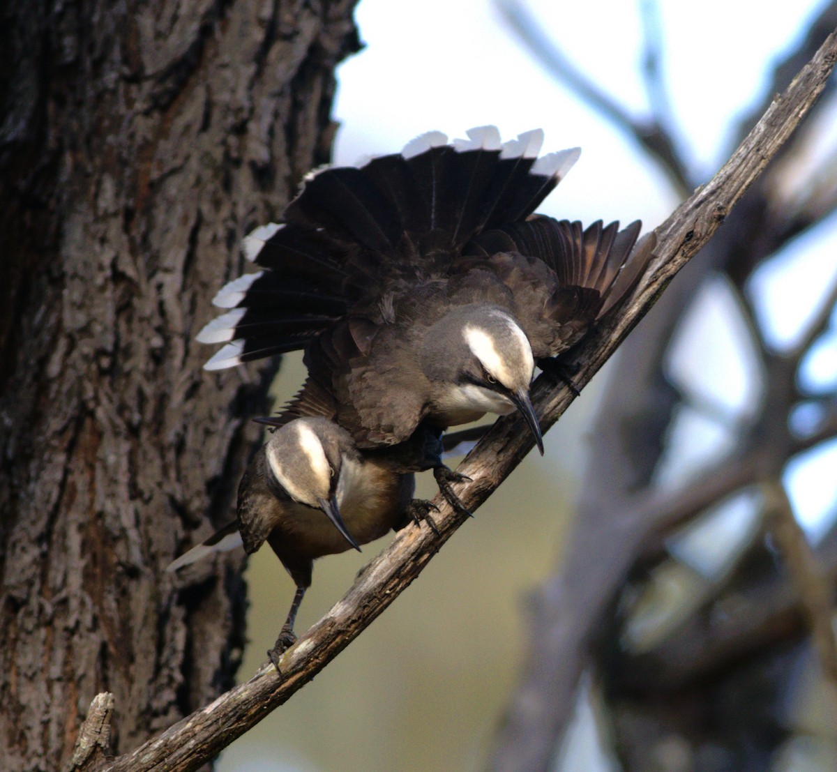 Gray-crowned Babbler - Greg Roberts