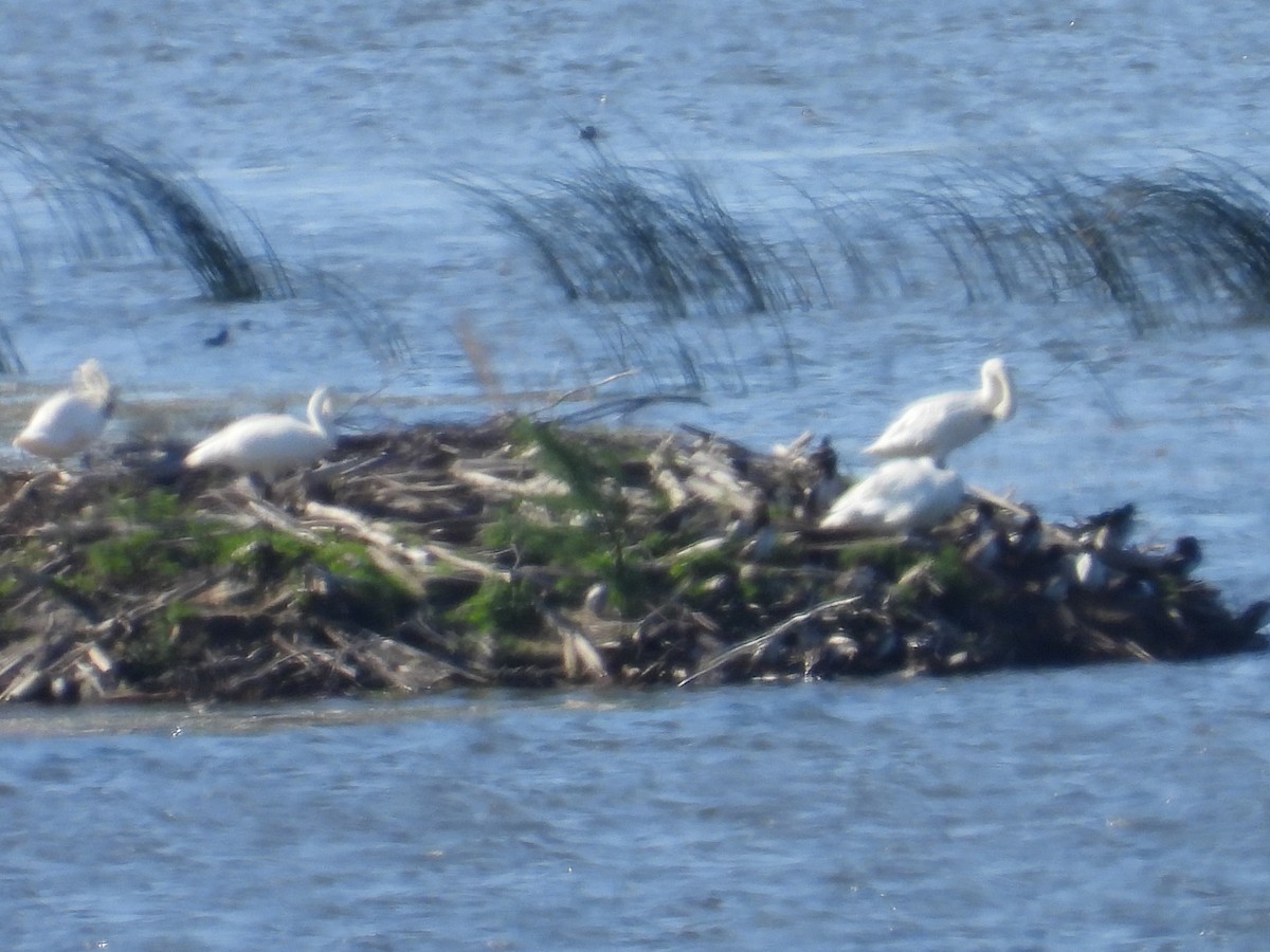 Trumpeter Swan - ML603136111
